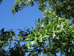 Quercus palustris