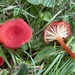 Garlic Waxcap - Photo (c) Enrico Tomschke, some rights reserved (CC BY), uploaded by Enrico Tomschke