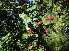 Crataegus monogyna