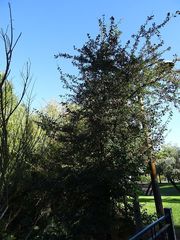 Crataegus monogyna