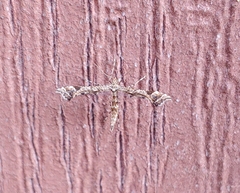 Amblyptilia pica