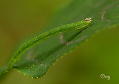 Lomographa vestaliata