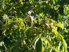 Aesculus hippocastanum