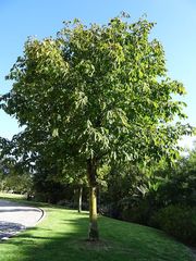 Aesculus hippocastanum
