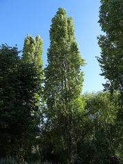 Populus nigra