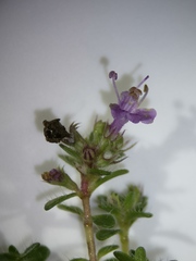 Thymus praecox britannicus