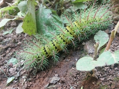 Automeris belti