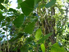 Populus nigra