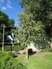 Lagunaria patersonia