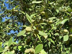 Lagunaria patersonia