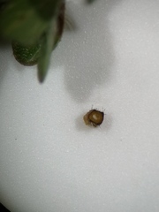 Thymus praecox britannicus