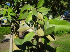 Lagunaria patersonia