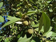Lagunaria patersonia