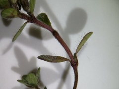 Thymus praecox britannicus