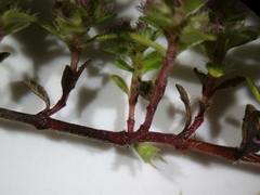 Thymus praecox britannicus