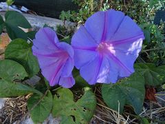 Ipomoea indica
