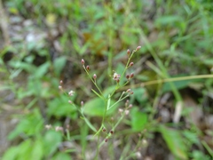 Lechea pulchella