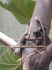 Sceloporus grammicus