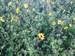 Helianthus debilis