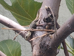 Sceloporus grammicus