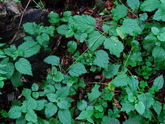 Lamium galeobdolon montanum