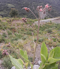 Nicotiana tomentosa