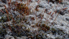 Tortula muralis