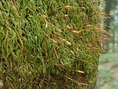 Pterigynandrum filiforme