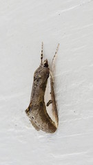 Euscirrhopterus poeyi