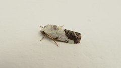 Acontiinae