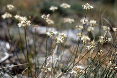 Allium marschalianum