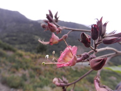 Nicotiana tomentosa