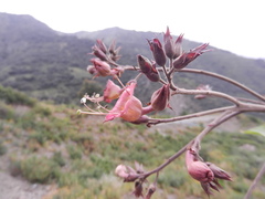 Nicotiana tomentosa