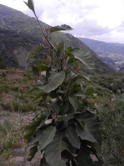 Nicotiana tomentosa