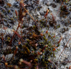 Tortula muralis