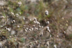 Gypsophila pallasii