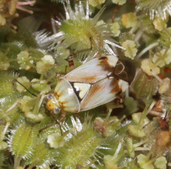 Lygus gemellatus