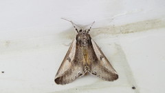 Euscirrhopterus poeyi