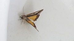 Euscirrhopterus poeyi