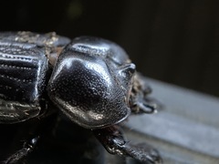 Phileurus