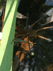 Dolomedes triton
