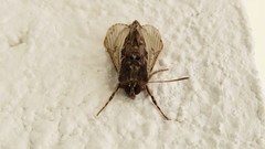 Agaristinae
