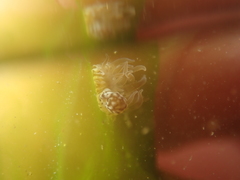 Paranemonia cinerea
