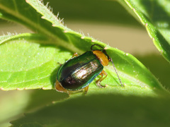 Sermylassa halensis
