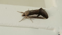 Euscirrhopterus poeyi
