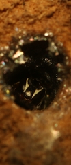 Hylaeus sedens