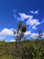 Arceuthobium oxycedri