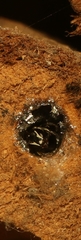 Hylaeus sedens