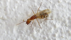 Camponotus conspicuus