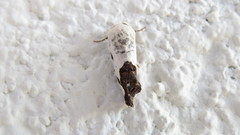 Acontiinae